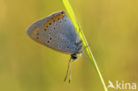 Large Copper (Lycaena dispar)