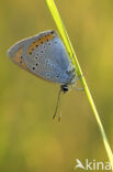 Grote vuurvlinder (Lycaena dispar) 