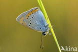 Large Copper (Lycaena dispar)