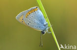 Grote vuurvlinder (Lycaena dispar) 