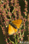 Grote vuurvlinder (Lycaena dispar) 