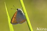 Large Copper (Lycaena dispar)