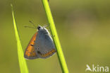 Large Copper (Lycaena dispar)