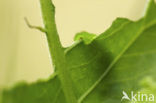 Grote vuurvlinder (Lycaena dispar) 