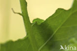 Large Copper (Lycaena dispar)