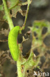 Grote vuurvlinder (Lycaena dispar) 