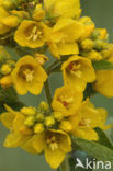 Grote wederik (Lysimachia vulgaris)