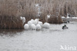 Grote zilverreiger (Casmerodius albus)