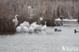 Grote zilverreiger (Casmerodius albus)