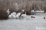 Great White Egret