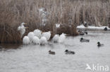 Grote zilverreiger (Casmerodius albus)