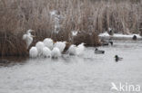 Grote zilverreiger (Casmerodius albus)