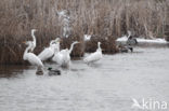 Grote zilverreiger (Casmerodius albus)