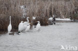 Grote zilverreiger (Casmerodius albus)