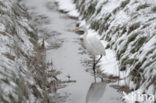 Grote zilverreiger (Casmerodius albus)