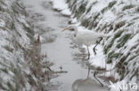 Grote zilverreiger (Casmerodius albus)