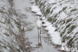 Grote zilverreiger (Casmerodius albus)