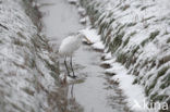 Grote zilverreiger (Casmerodius albus)