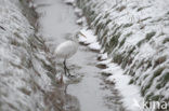 Grote zilverreiger (Casmerodius albus)