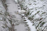 Great White Egret