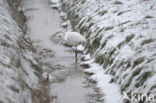 Great White Egret