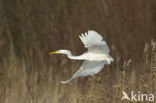 Grote Zilverreiger (Ardea alba)