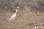 Grote Zilverreiger (Ardea alba)