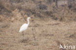 Grote Zilverreiger (Ardea alba)