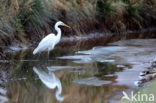 Grote Zilverreiger (Ardea alba)