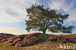 Grove den (Pinus sylvestris)