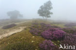 Grove den (Pinus sylvestris)