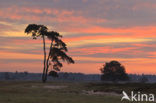 Scots Pine (Pinus sylvestris)