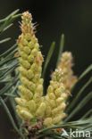 Grove den (Pinus sylvestris)