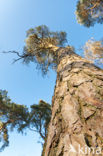 Scots Pine (Pinus sylvestris)