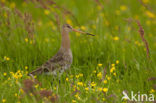 Black-tailed Godwit (Limosa limosa) 