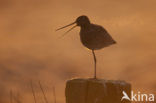 Black-tailed Godwit (Limosa limosa) 