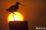 Black-tailed Godwit (Limosa limosa) 