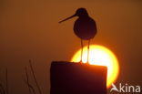Black-tailed Godwit (Limosa limosa) 