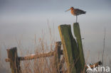 Black-tailed Godwit (Limosa limosa) 