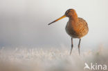 Black-tailed Godwit (Limosa limosa) 