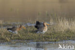 Black-tailed Godwit (Limosa limosa) 