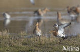 Black-tailed Godwit (Limosa limosa) 