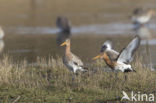 Black-tailed Godwit (Limosa limosa) 
