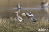 Black-tailed Godwit (Limosa limosa) 