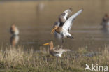 Black-tailed Godwit (Limosa limosa) 