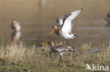 Black-tailed Godwit (Limosa limosa) 
