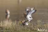 Black-tailed Godwit (Limosa limosa) 