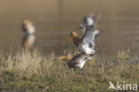 Black-tailed Godwit (Limosa limosa) 