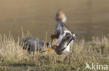 Black-tailed Godwit (Limosa limosa) 