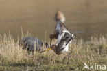 Grutto (Limosa limosa) 